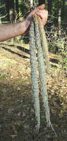 hand-tied smudge sticks, cedar and sage smudges